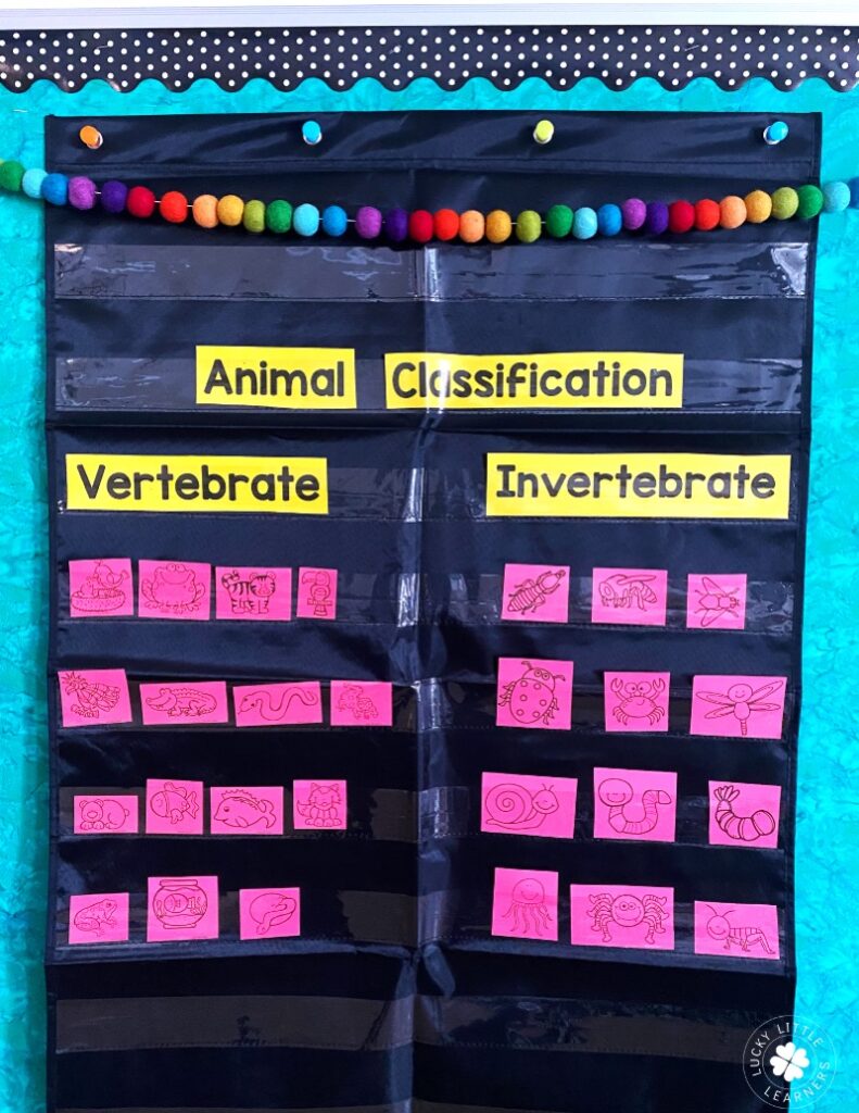 Animal Traits for Classification - Graphic Organizer