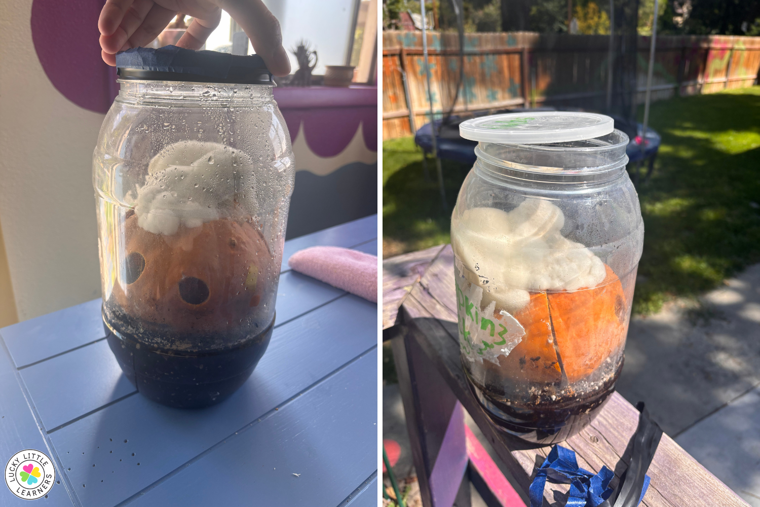 Glass jar with layered soil, pumpkin seed, and sprouting plant for educational science activity.