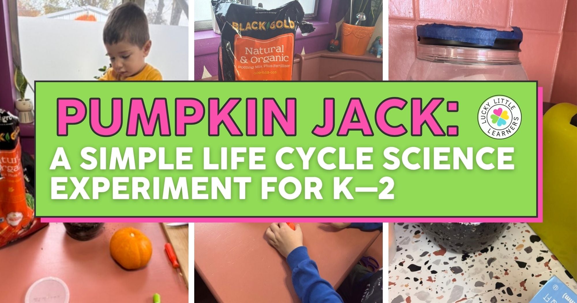 Children engaging in a pumpkin life cycle science experiment for K-2 students, involving pumpkin carving and observation activities.
